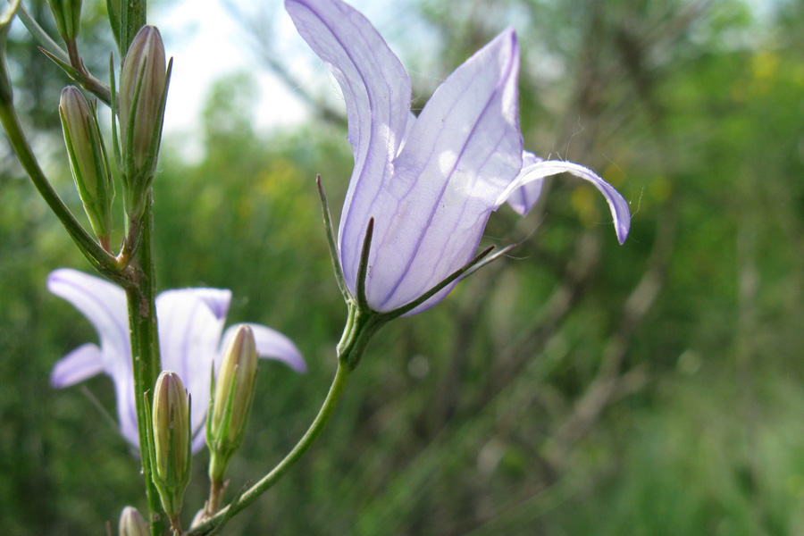 Campanula rapunculus